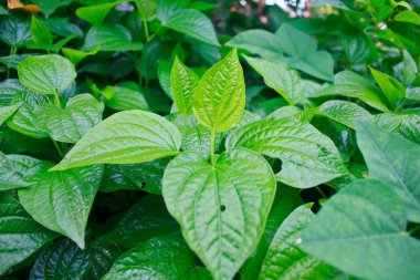 yaprak yeşil arka plan