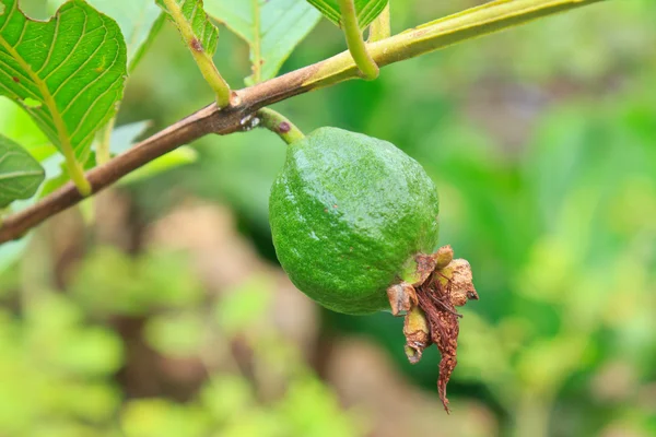 Guawa na drzewa w ogrodzie — Zdjęcie stockowe