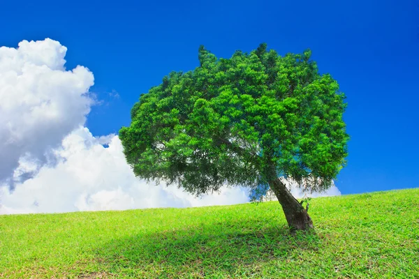 Grass and pine trees — Stock Photo, Image