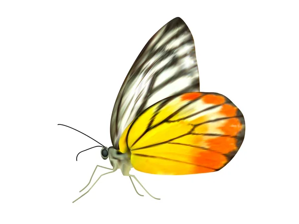 Hermosa mariposa realista sobre fondo blanco  . — Archivo Imágenes Vectoriales