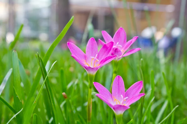 Zephyranthes flower — Stock Photo, Image