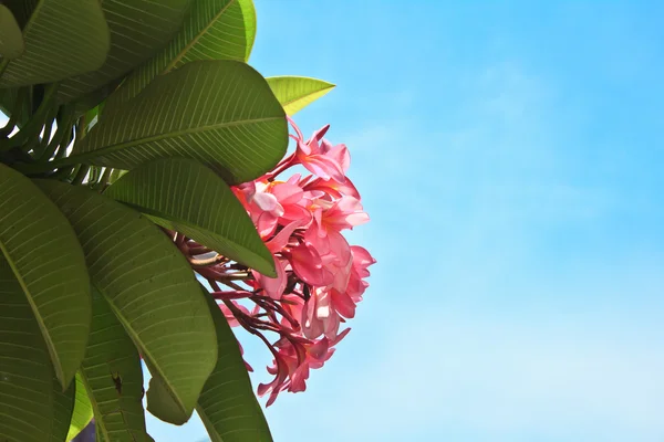 Plumeria — Fotografia de Stock