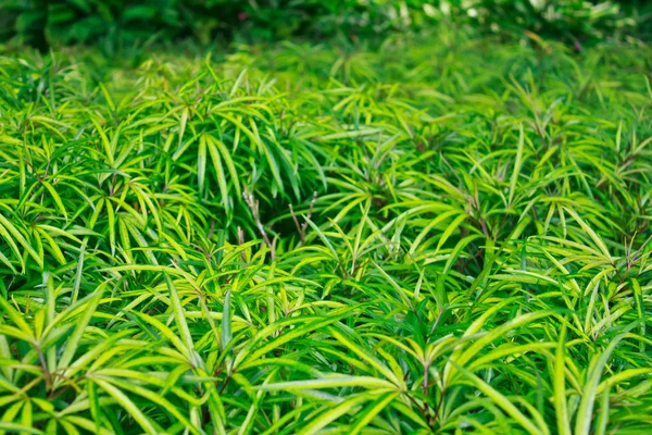 Hojas verdes fondo — Foto de Stock