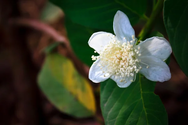 Guava flower — Stock Photo, Image
