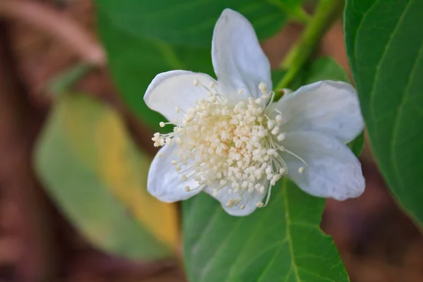 Guava flower — Stock Photo, Image