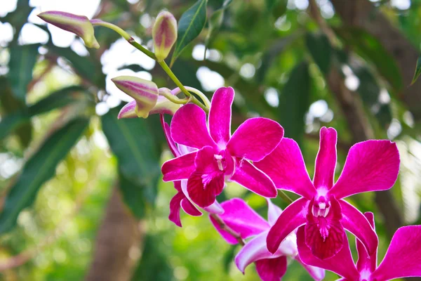 Flores de orquídeas roxas — Fotografia de Stock