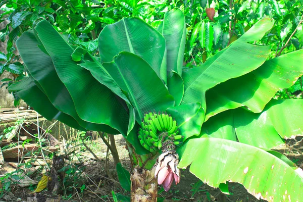 Banana no jardim com luz do dia — Fotografia de Stock