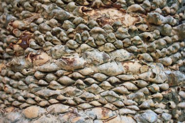 Sikas bitki ağaç kabuğu