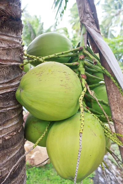 Noce di cocco verde a albero — Foto Stock