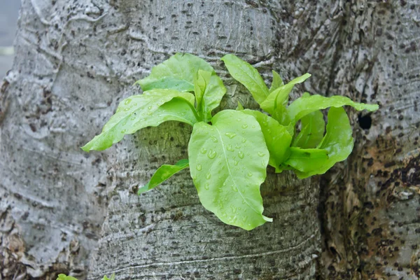 一种绿色的植物 — 图库照片