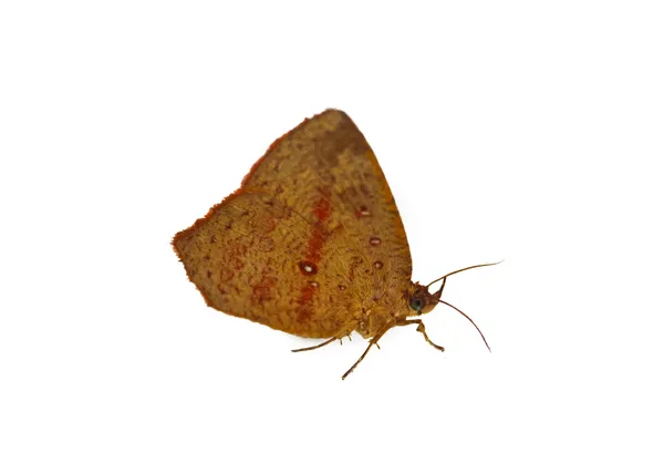 Ein brauner Schmetterling — Stockfoto