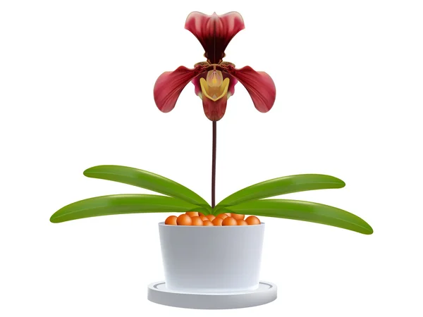 Paphiopedilum — Stock Vector