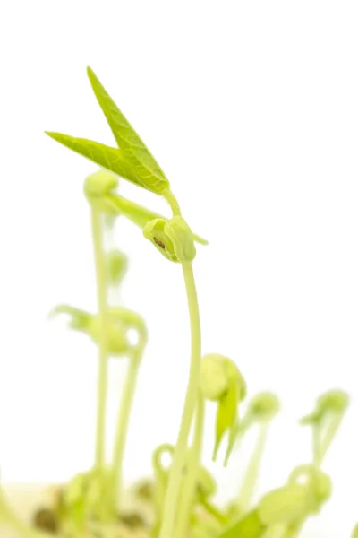 Sprouted mung beans — Stock Photo, Image