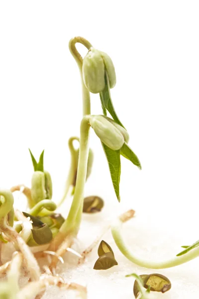 Sprouted mung beans — Stock Photo, Image