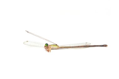 beyaz zemin üzerinde ölü yusufçuk