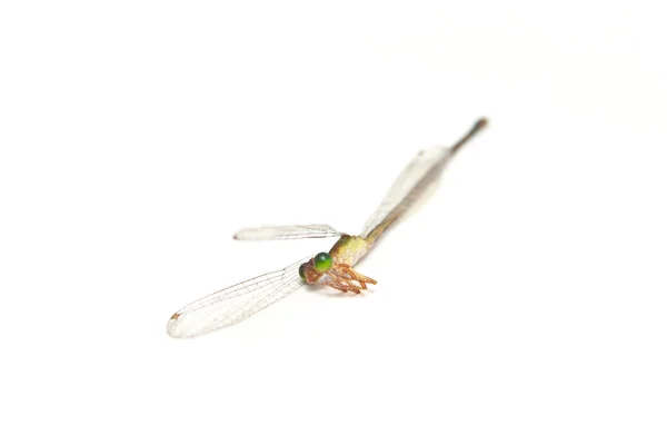 Dead dragonfly on white background — Stock Photo, Image