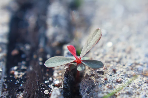 New life growing from concrete — Stock Photo, Image