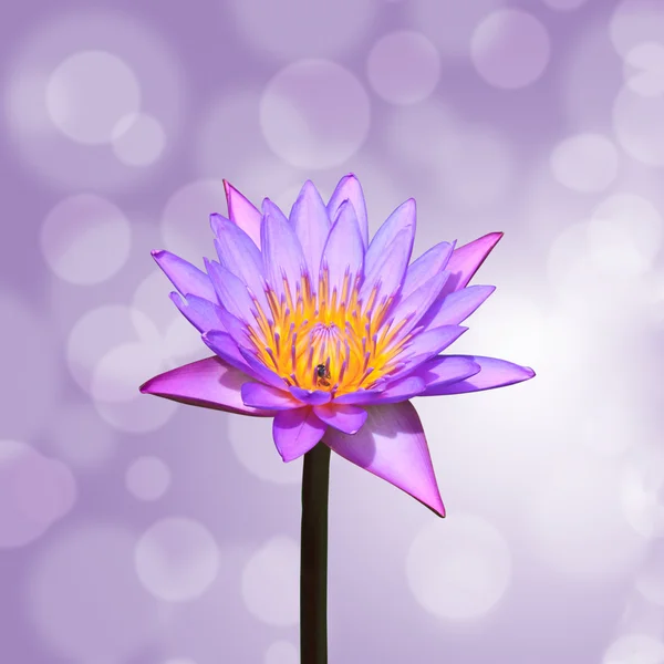 Lotus of water lily bloem — Stockfoto