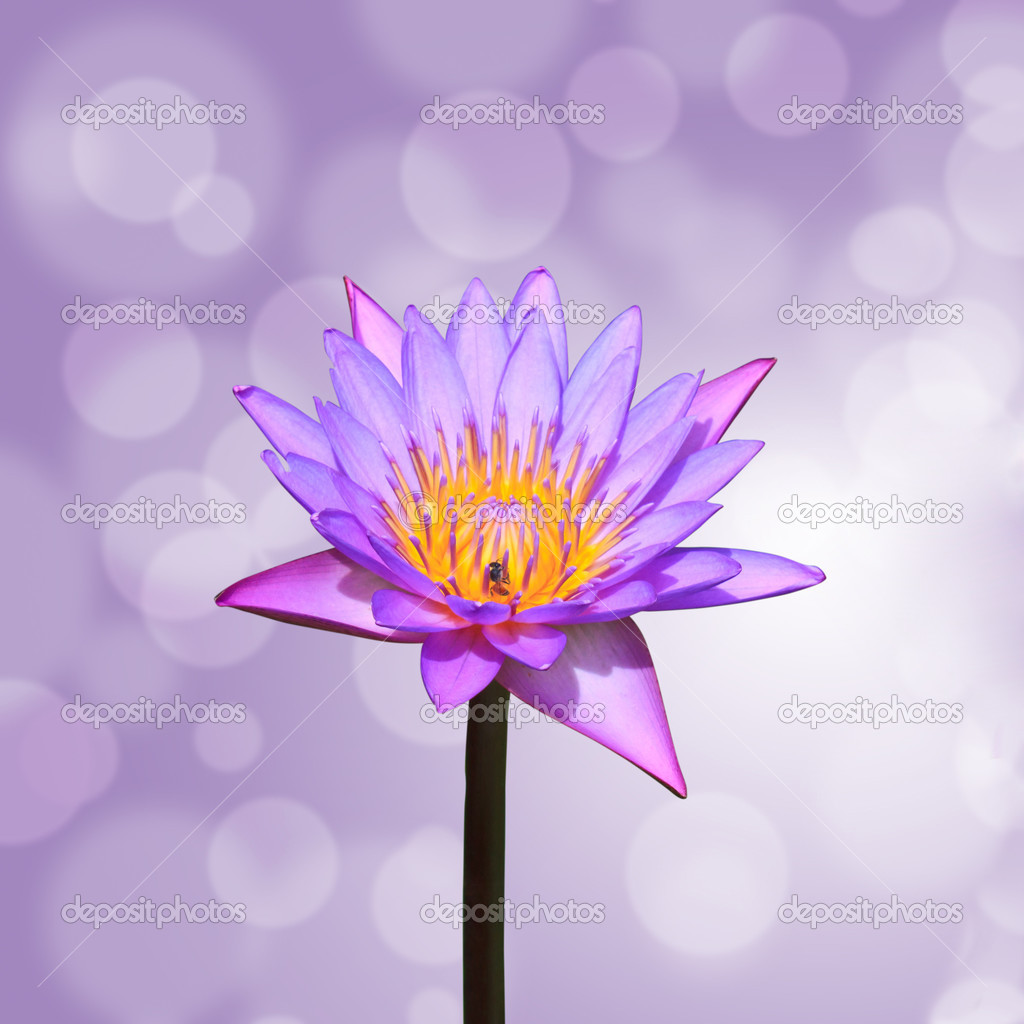 Lotus or water lily flower
