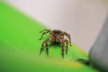 platycryptus undatus atlama örümcek.