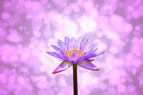 Lotus or water lily flower — Stock Photo, Image