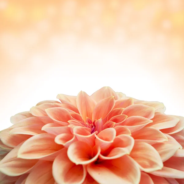 Turuncu ve kırmızı dahlia Close-Up — Stok fotoğraf