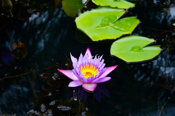 Verval lotus of water lily bloem — Stockfoto