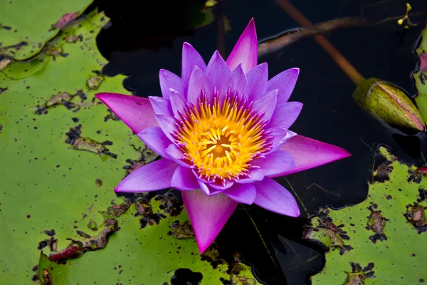 Flor de loto o lirio de agua —  Fotos de Stock