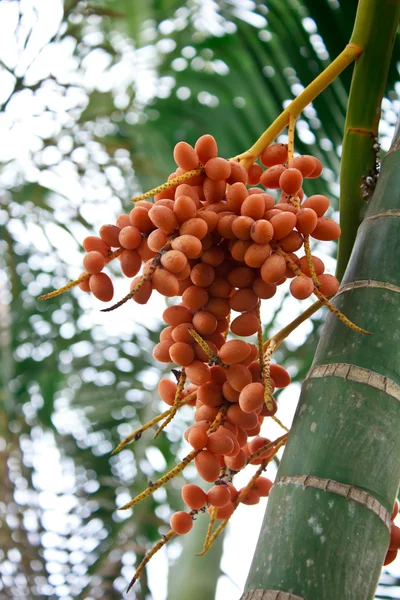 Palm gyümölcs a fán — Stock Fotó