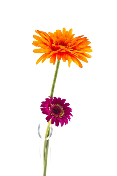 Plastic flower — Stock Photo, Image