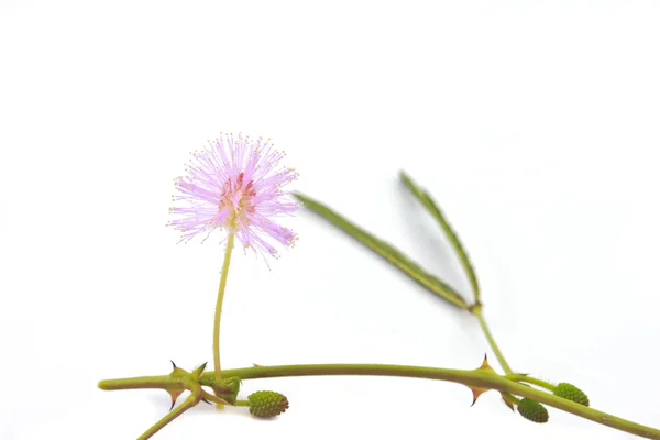 Mimosa pudica — Foto Stock