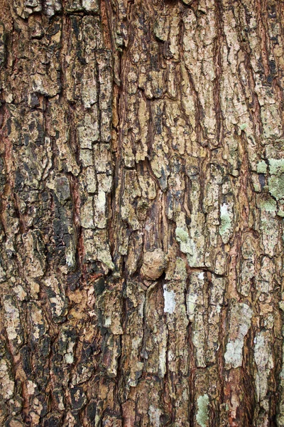 Une texture d'écorce d'arbre brun — Photo
