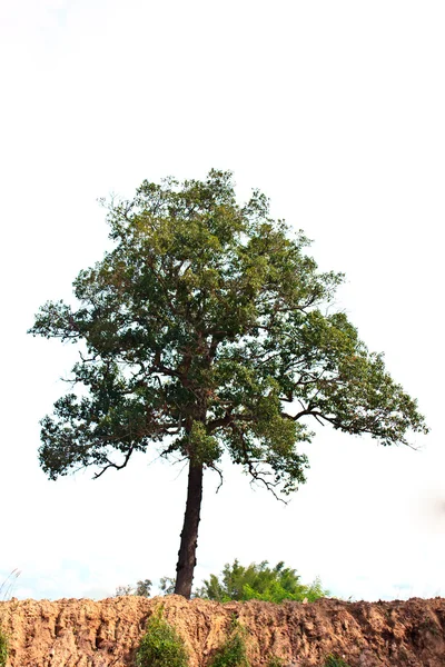 Hermoso árbol verde — Foto de Stock