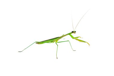 Yeşil preying mantis