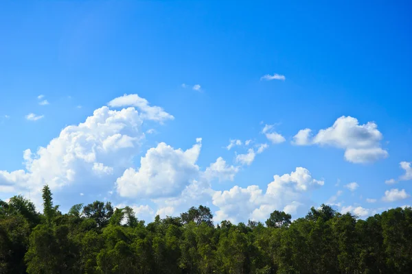 Campo verde e céu azul — Fotografia de Stock