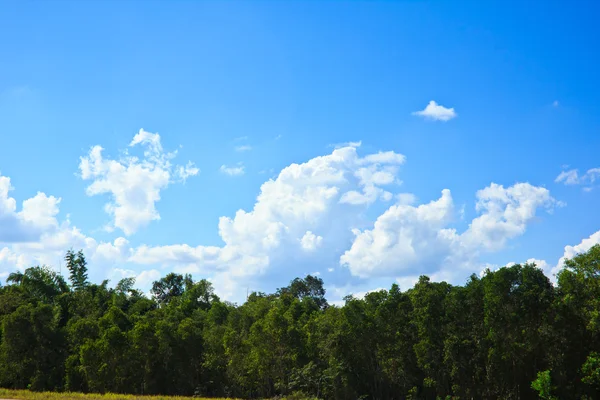 Grönt fält och blå himmel — Stockfoto