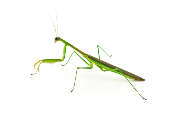 绿色的螳螂 — 图库照片