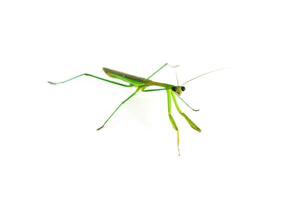 Mantis de presa verde — Foto de Stock