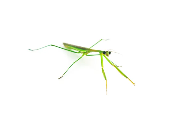 Mantis de presa verde — Foto de Stock