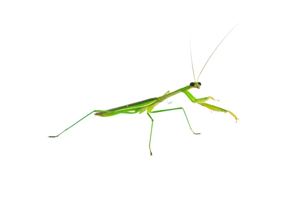 Yeşil preying mantis — Stok fotoğraf