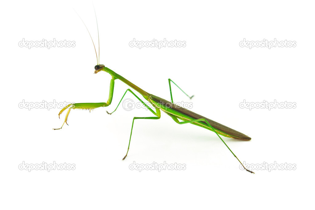 Green Preying Mantis