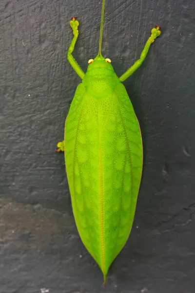 Zielony olbrzym katydid stilpnochlora couloniana — Zdjęcie stockowe