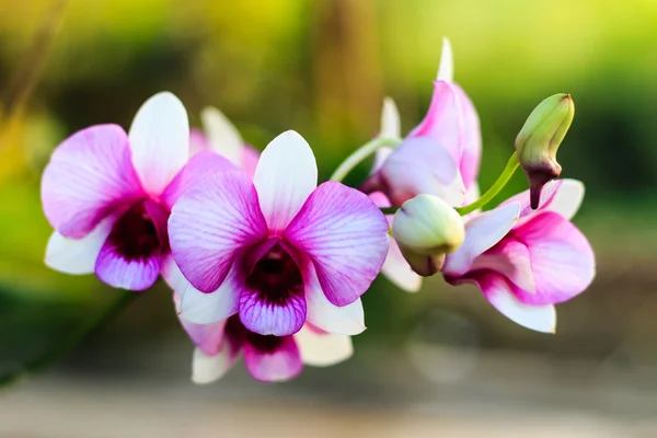 Orquídea roxa — Fotografia de Stock