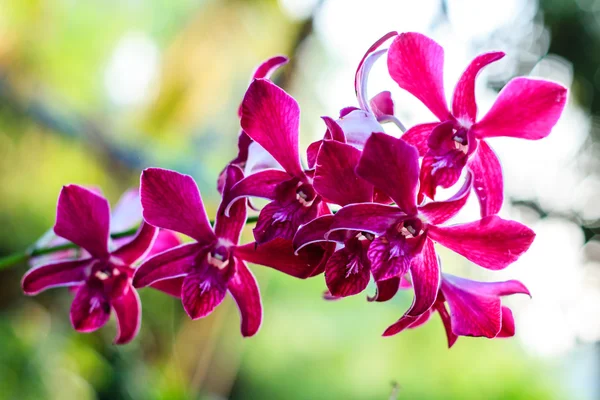 Orchidée pourpre — Photo