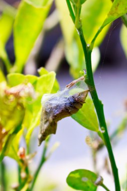 bir kelebek krizalid