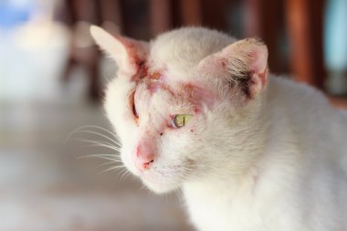 yaralı beyaz kedi