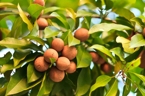 Sapodilla hedelmät puussa — kuvapankkivalokuva