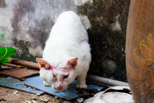 yaralı beyaz kedi