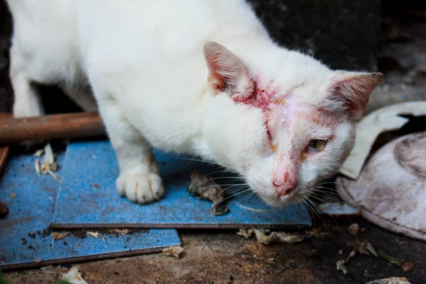 Witte kat gewond — Stockfoto