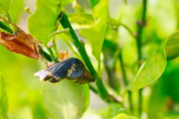 A butterfly chrysalis — Stock Photo, Image